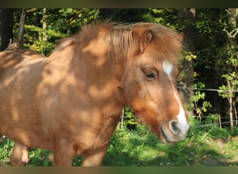 Islandpferd, Wallach, 21 Jahre, Fuchs