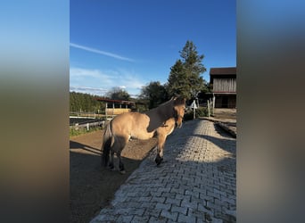 Islandpferd, Wallach, 22 Jahre, 132 cm, Falbe