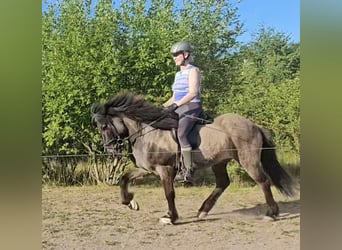 Islandpferd, Wallach, 22 Jahre, 138 cm, Falbe