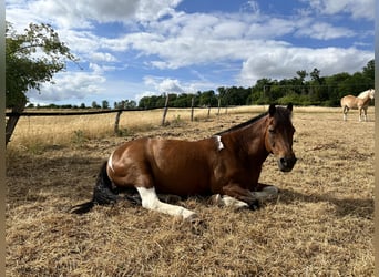 Islandpferd Mix, Wallach, 22 Jahre, 140 cm, Schecke