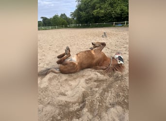 Islandpferd, Wallach, 22 Jahre, 142 cm, Fuchs