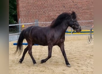 Islandpferd, Wallach, 22 Jahre, 142 cm, Rappe