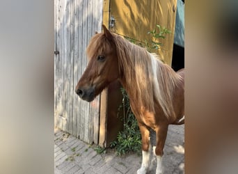 Islandpferd, Wallach, 23 Jahre, 135 cm, Schecke