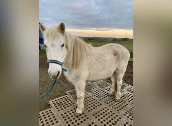 Islandpferd, Wallach, 24 Jahre, Schimmel