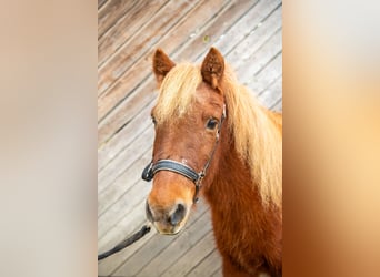 Islandpferd Mix, Wallach, 25 Jahre, 120 cm, Fuchs