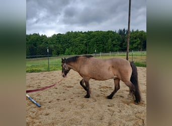 Islandpferd, Wallach, 25 Jahre, 140 cm, Buckskin