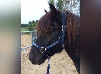 Islandpferd, Wallach, 26 Jahre, 132 cm, Rappe