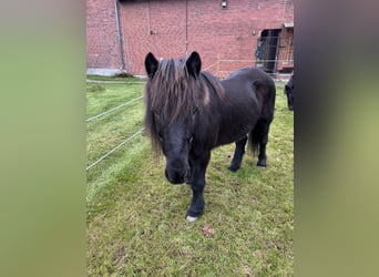 Islandpferd, Wallach, 26 Jahre, 132 cm, Rappe