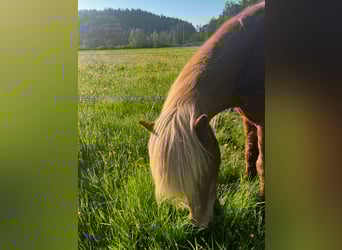 Islandpferd, Wallach, 26 Jahre, 149 cm, Fuchs