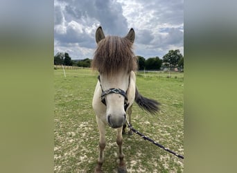 Islandpferd, Wallach, 2 Jahre, 130 cm, Falbe