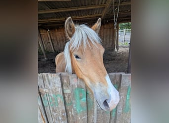 Islandpferd, Wallach, 2 Jahre, 130 cm