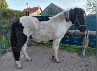 Islandpferd, Wallach, 2 Jahre, 134 cm, Schecke