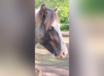 Islandpferd, Wallach, 2 Jahre, 135 cm, Schecke
