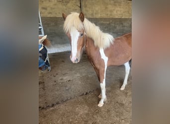 Islandpferd, Wallach, 2 Jahre, 138 cm, Tobiano-alle-Farben