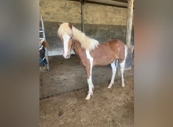 Islandpferd, Wallach, 2 Jahre, 138 cm, Tobiano-alle-Farben