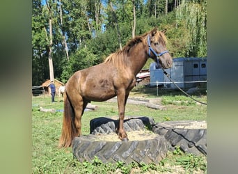 Islandpferd, Wallach, 2 Jahre, 140 cm, Dunkelfuchs