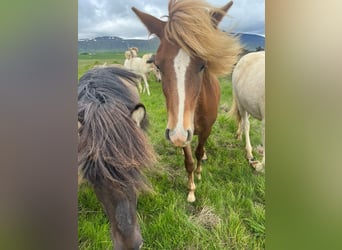 Islandpferd, Wallach, 2 Jahre, 140 cm, Dunkelfuchs