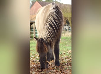 Islandpferd, Wallach, 2 Jahre, 140 cm, Falbe