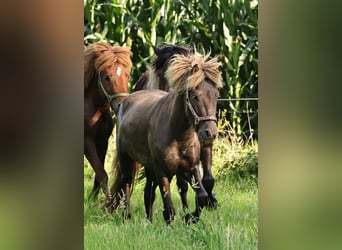 Islandpferd, Wallach, 2 Jahre, 140 cm, Pearl