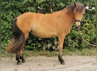 Islandpferd, Wallach, 2 Jahre, 141 cm, Brauner