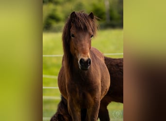 Islandpferd, Wallach, 2 Jahre, 142 cm, Brauner