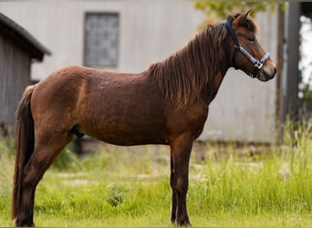 Islandpferd, Wallach, 2 Jahre, 142 cm, Brauner