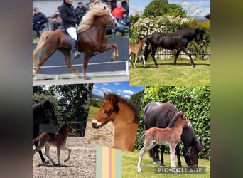 Islandpferd, Wallach, 2 Jahre, 142 cm, Brauner