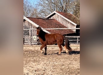 Islandpferd, Wallach, 2 Jahre, 142 cm, Brauner