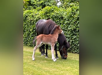 Islandpferd, Wallach, 2 Jahre, 142 cm, Brauner