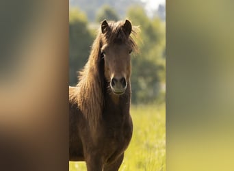 Islandpferd, Wallach, 2 Jahre, 142 cm, Brauner