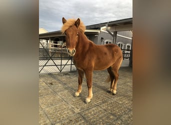 Islandpferd, Wallach, 2 Jahre, 143 cm, Fuchs