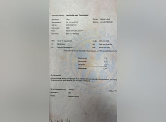 Islandpferd, Wallach, 2 Jahre, 143 cm, Rappschimmel