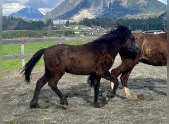 Islandpferd, Wallach, 2 Jahre, 143 cm, Rappschimmel