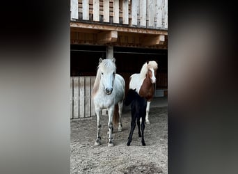 Islandpferd, Wallach, 2 Jahre, 143 cm, Rappschimmel