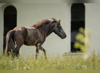 Islandpferd, Wallach, 2 Jahre, 143 cm, Rappschimmel