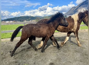 Islandpferd, Wallach, 2 Jahre, 143 cm, Rappschimmel