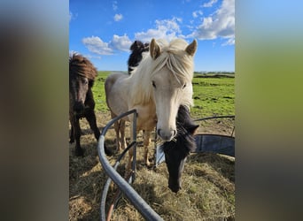 Islandpferd, Wallach, 2 Jahre, 145 cm, White