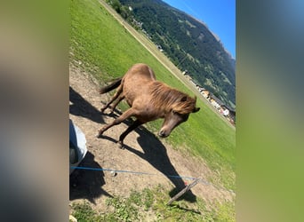 Islandpferd, Wallach, 2 Jahre, Brauner
