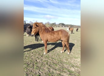 Islandpferd, Wallach, 2 Jahre, Fuchs