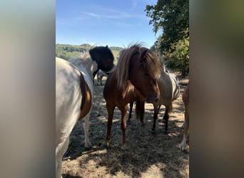 Islandpferd, Wallach, 2 Jahre, Fuchs