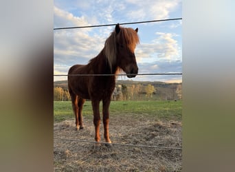 Islandpferd, Wallach, 2 Jahre, Fuchs