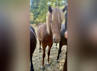 Islandpferd, Wallach, 2 Jahre, Fuchs