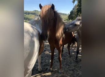 Islandpferd, Wallach, 2 Jahre, Fuchs