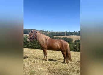 Islandpferd, Wallach, 2 Jahre, Fuchs