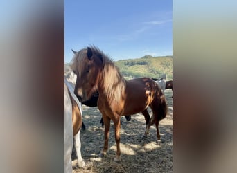 Islandpferd, Wallach, 2 Jahre, Fuchs