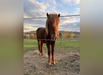 Islandpferd, Wallach, 2 Jahre, Fuchs