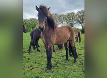 Islandpferd, Wallach, 3 Jahre, 135 cm, Dunkelbrauner