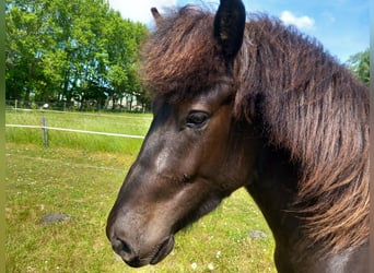 Islandpferd, Wallach, 3 Jahre, 137 cm, Rappe