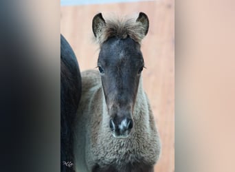 Islandpferd, Wallach, 3 Jahre, 137 cm, Schwarzbrauner