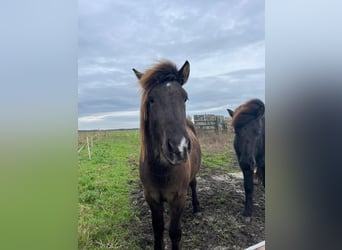 Islandpferd, Wallach, 3 Jahre, 137 cm, Schwarzbrauner